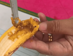 Viral !! Berulat, Menu MBG Di Kajang Ditemukan