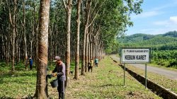 Soroti Rekam Jejak Karyawan, Aktivis Pertanyakan Kebijakan Manajemen PT Lonsum Palangisang