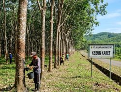 Soroti Rekam Jejak Karyawan, Aktivis Pertanyakan Kebijakan Manajemen PT Lonsum Palangisang