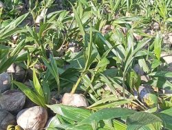 Aktivis Soroti Pengadaan Bibit Kelapa di Desa Bontobiraeng, Diduga Tak Berlabel dan Tabrak Juknis Ketahanan Pangan