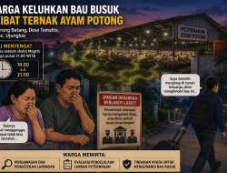 Warga Keluhkan Bau Menyengat dari Peternakan Ayam Potong di Lorong Batang, Desa Tamatto