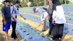 Penyuluh Kementerian Pertanian RI Kunjungi Lahan Cabai Rawit Agritech Muda Lembang di Kajang