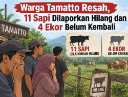 Heboh! 11 Sapi Warga Tamatto Dilaporkan Hilang, 4 Ekor Masih Misterius